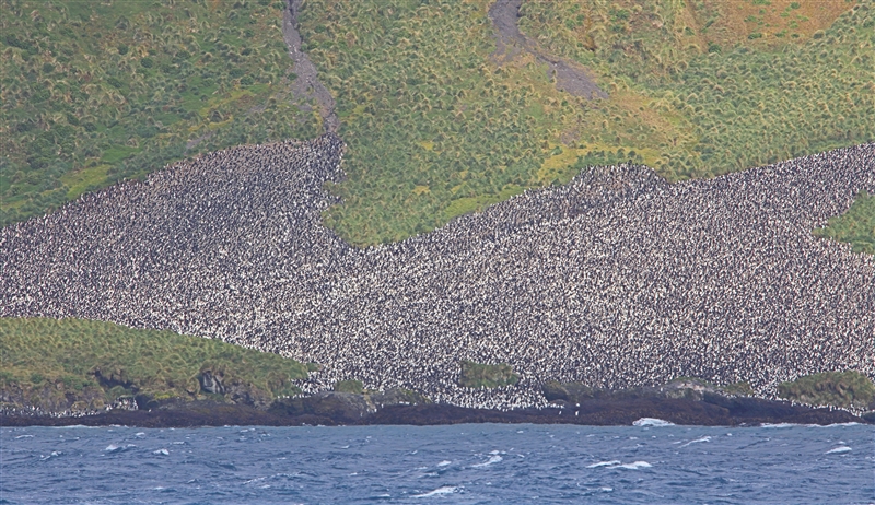 MacquarieIs  AtSea  0594 m Lusitania Bay - King Penguin Colony